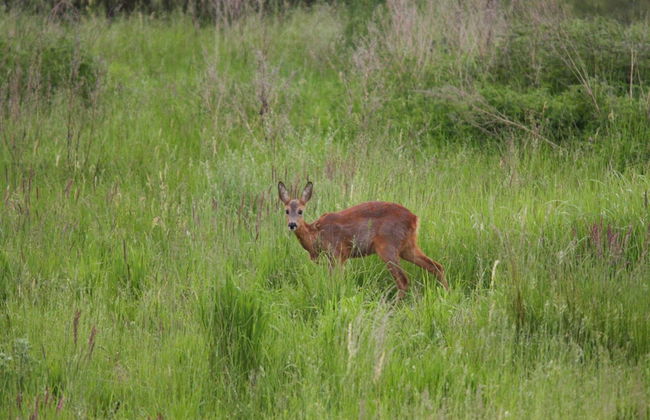 Haus am Gardersee mit Garten - Photo 22