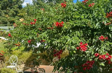 Historic Apartment In Tuscan Village - Foto 27