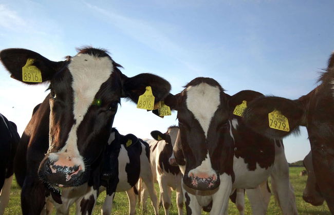 Cozy Chalet with Dishwasher near Wadden Sea - Foto 20
