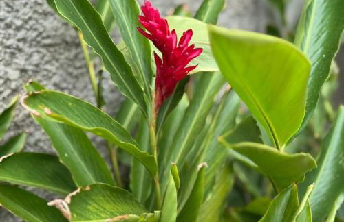 Casa Encantos de Araxá - Foto 51