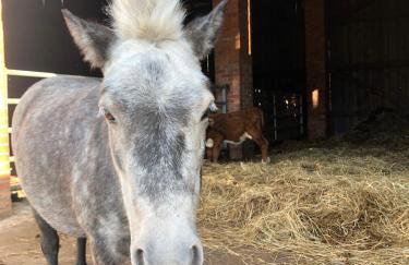 Gutshof Dragefeld - Foto 24