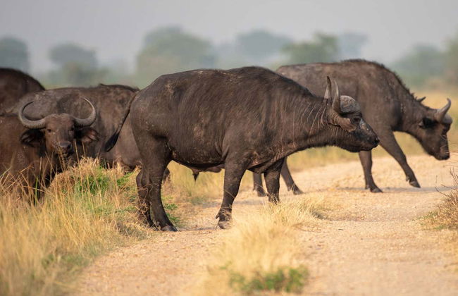 Safari de 2 días por el Parque Nacional del Lago Mburo - Foto 7