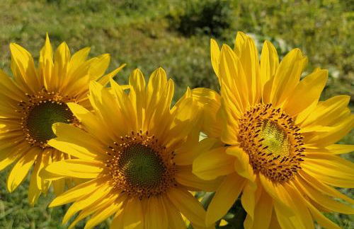 Pousada Sitio Gan Eden - Foto 55