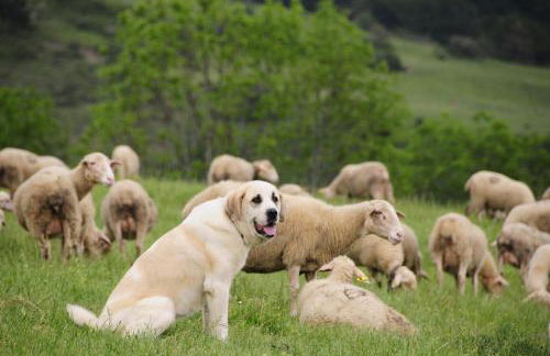 Apartamentos Pistolo - Foto 17