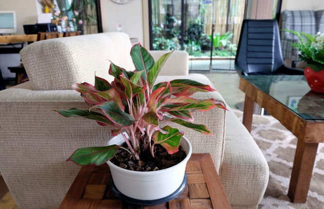 A Good Nite at Nimman - Foto 9