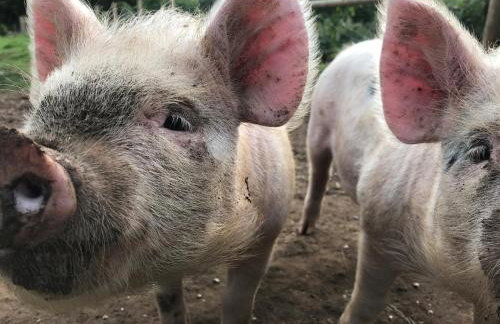 The Grainstore at Moor Farm - Foto 36