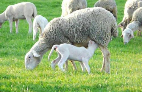 2 pièces cosy Saint-Lary- Vielle Aure - Foto 33