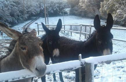 Can Parròquia - Foto 5