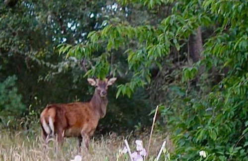 Drumguish Cottage - Foto 77