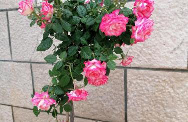 Apartman Ružica - Foto 37