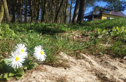 Agrosfera dom relaksacyjny - Foto 36