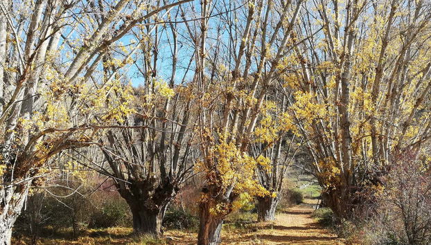 Senderismo por los Quejigares de Barriopedro y Brihuega