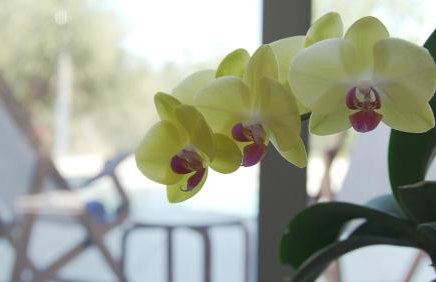 Olive Garden Villas - Foto 53