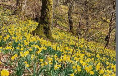 FerienLoft Eifeel Good - Natururlaub in Monschau - Foto 30