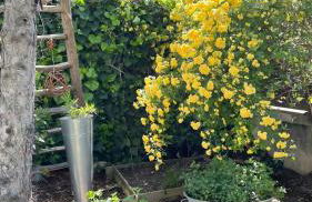 Sous Le Tilleul - 3 personnes - Foto 15