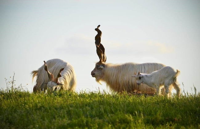 Verdidea - Il Tinaio - Foto 55