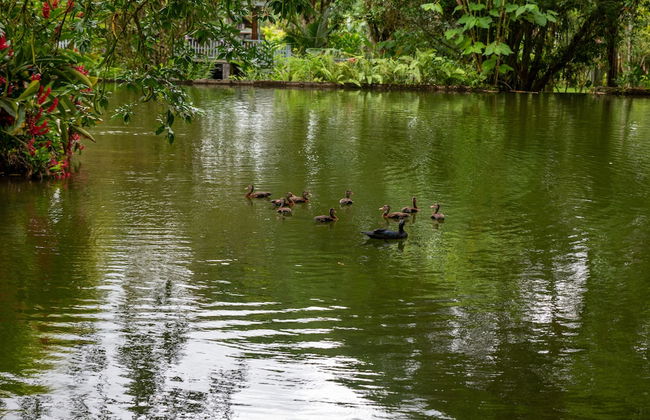 Villa el Bosque La Fortuna - Foto 37