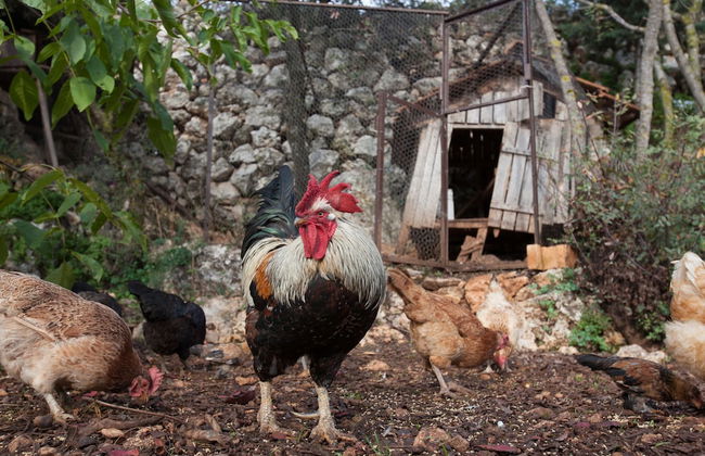 Hoyran Wedre - Foto 25