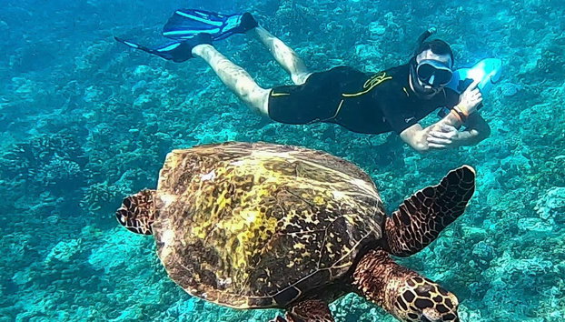 Tahiti Power Snorkelling - Photo 2, Swim with sea turtles!