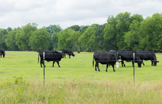 The Cabins on Rockmine - Foto 30