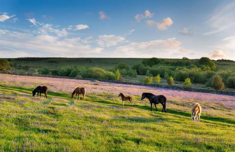 1 Bed in Ashprington oc-m32906 - Photo 39