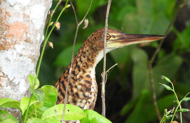 Tambopata National Reserve & Rainforest 4 Day Tour - Photo 7