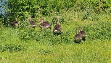 Newly Renovated Country Cottage - Foto 4