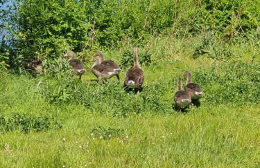 Newly Renovated Country Cottage - Foto 4