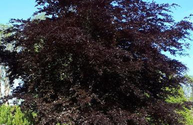 Ferienwohnung Rotbuche - Foto 21