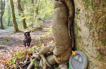 Old Road Cottage Pet Friendly Outdoors Beaches - Photo 17