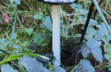 Ferienhaus Im Wäldchen in See Nähe - Photo 44