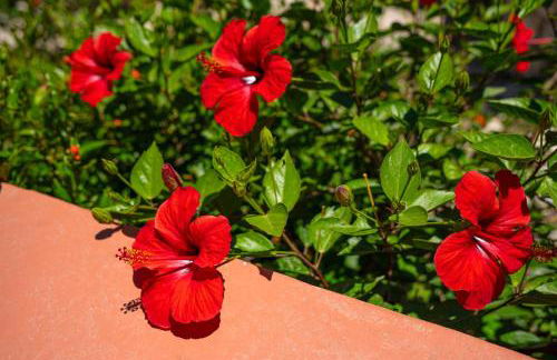 Takis House in Katavolos - Foto 38