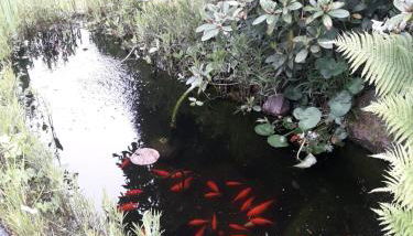 Ferienhaus am Langen See III - Foto 3, Garden