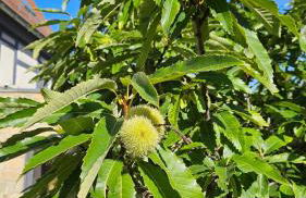 Friedrichs Kleines Haus - Foto 27