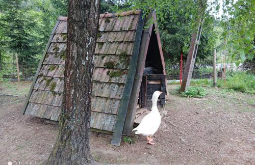 Leśna Kopuła - Foto 31