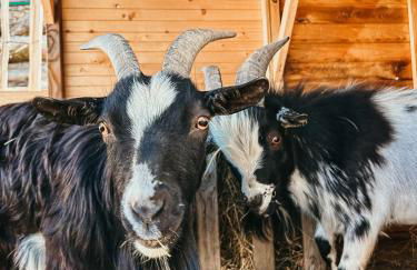 Ferienhof Petermühle Urlaub mit Alpakas - Foto 50