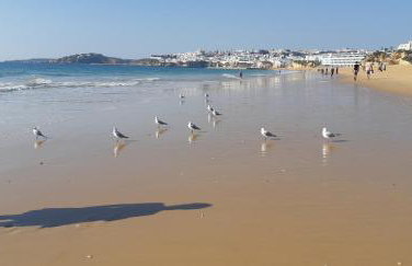 Jeannie's Oura Estrela - Foto 17