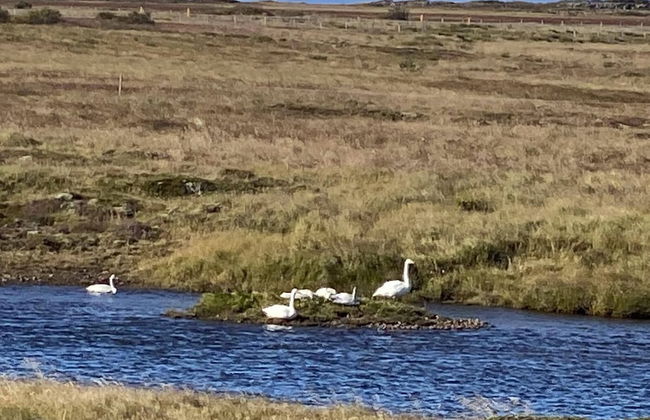 Álftártunga farm guesthouse - Foto 45