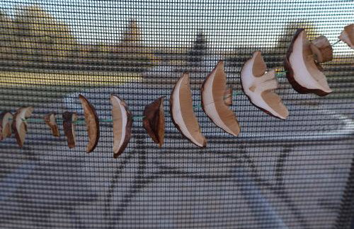 Rezydencja Pod Platanem - Photo 47