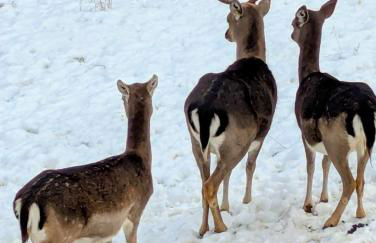 Natur Apartments Riesen - Photo 4