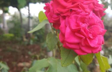 Victory Ravni - Foto 23