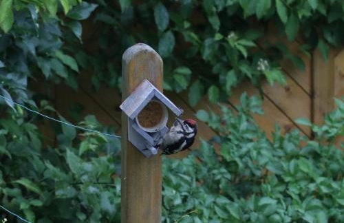 Zur alten Schmiede - Foto 27