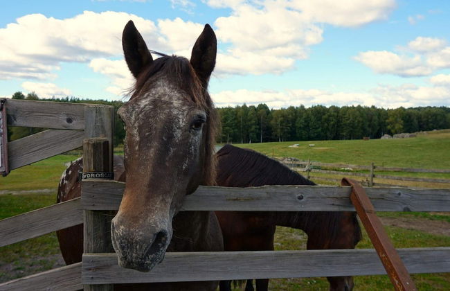 4 Person Holiday Home in Hogsjo-by Traum - Foto 20