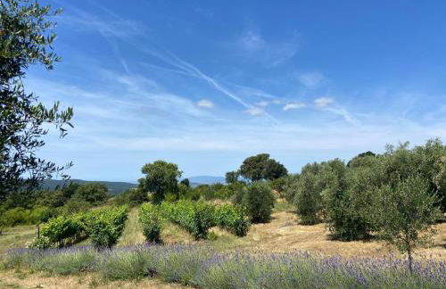 Tenuta Le Mandorlaie, Agriturismo in Scansano - Foto 23