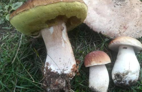 Drewniany domek nad jeziorem w Sitnie - Foto 19