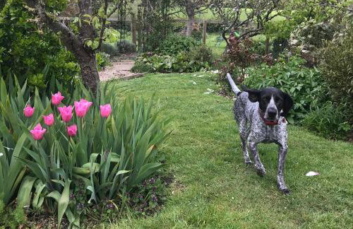 Simpers Drift, Great Glemham - Foto 34