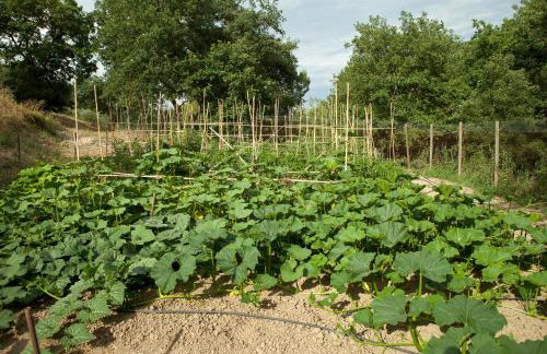 Poggio Diavolino - Suvereto - Foto 61