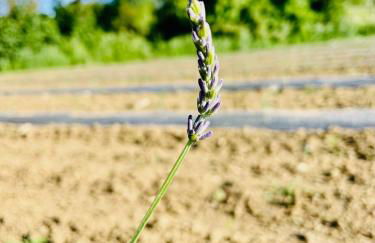 Apartment La Sera - Agriturismo CasaViVa - Foto 18