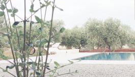 Olive trees house - Foto 5, Garden, Garden view