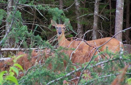 Robinson's Cottages - Foto 25